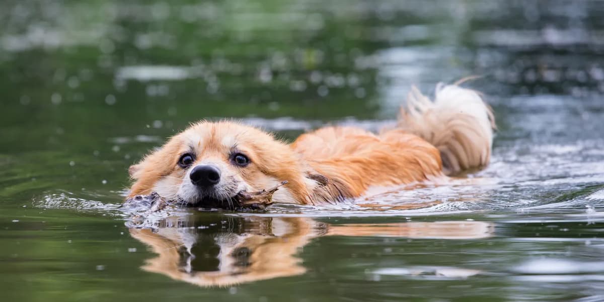 En hund som simmar i vattnet med huvudet ovanför vattenytan.