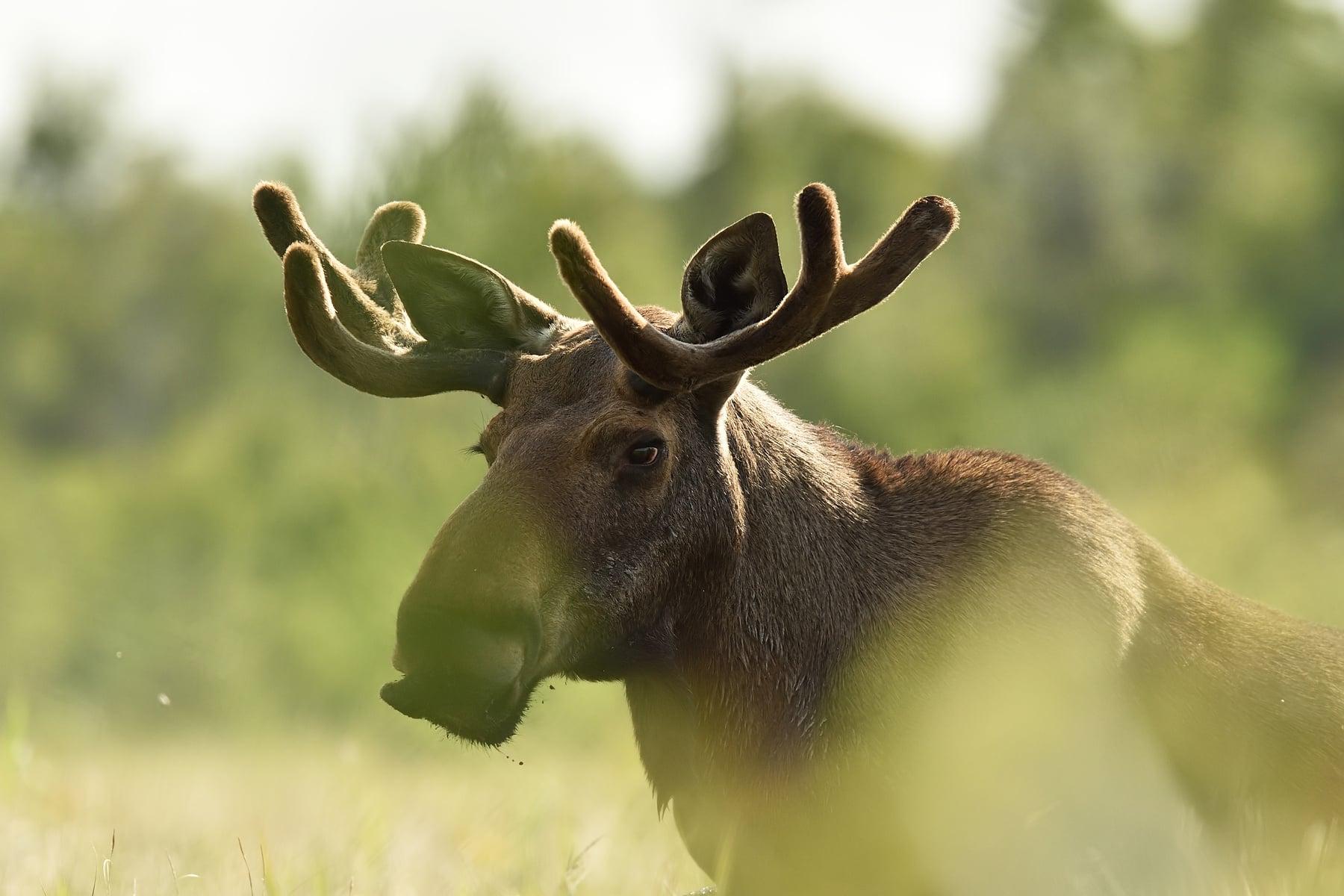Bild på älg
