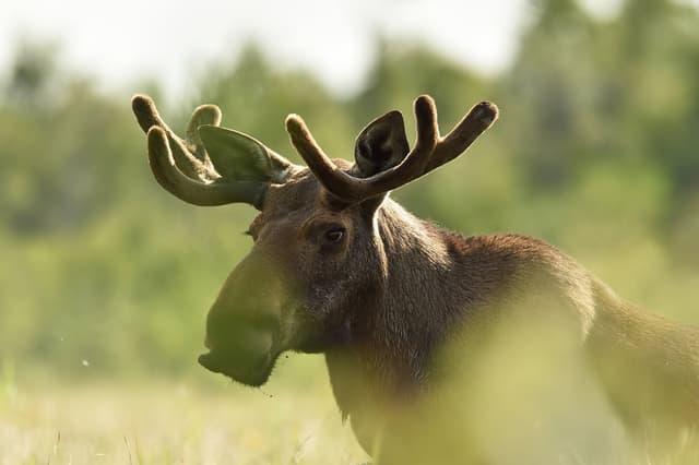 Bild på älg