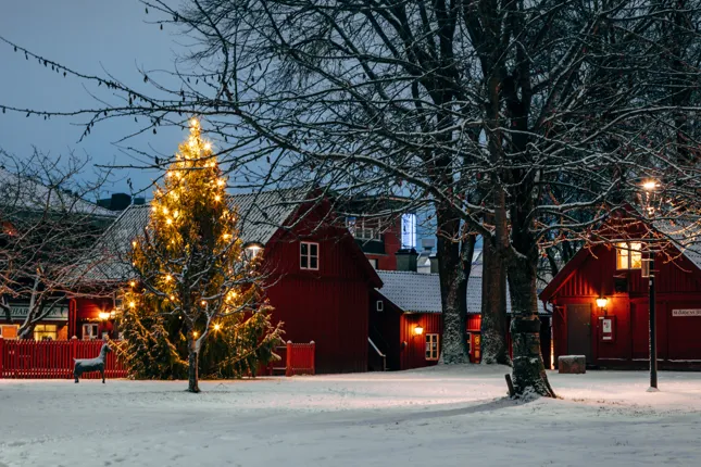 Vinterbild från Helensparken med upplyst gran