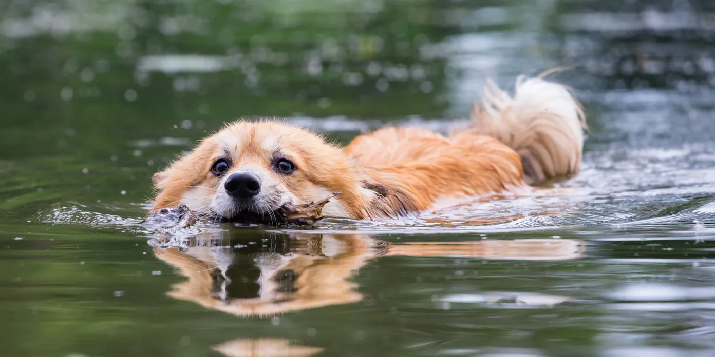 En hund som simmar i vattnet med huvudet ovanför vattenytan.